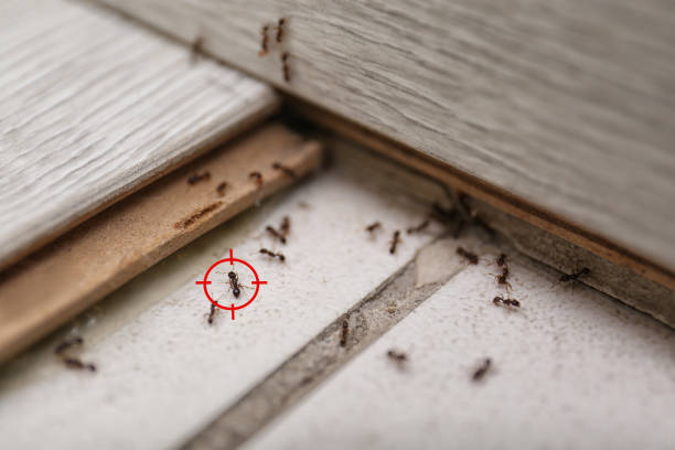 Best Insect Control  in Port Allegany, PA