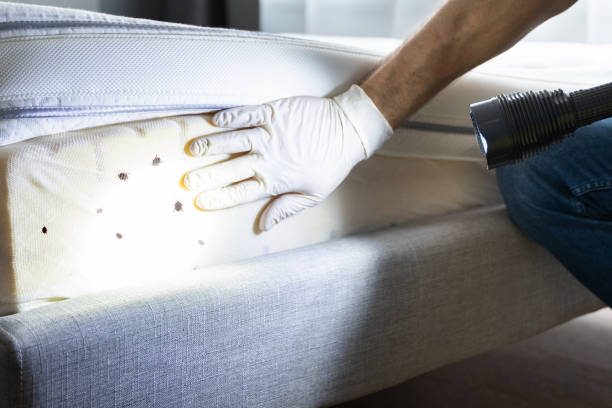 Best Local Pest Control Services  in Port Allegany, PA