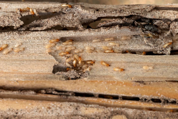 Professional Pest Control in Port Allegany, PA